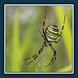 Margit Klaus - Tiere