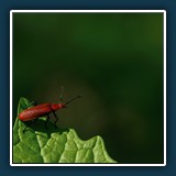 Margit Klaus - Tiere