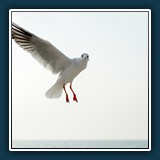 Margit Klaus - Tiere