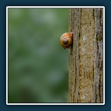 Margit Klaus - Tiere