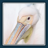 Margit Klaus - Tiere