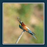 Margit Klaus - Tiere