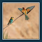 Margit Klaus - Tiere