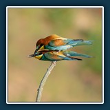 Margit Klaus - Tiere