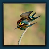 Margit Klaus - Tiere