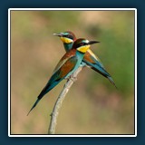 Margit Klaus - Tiere