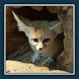 Margit Klaus - Tiere