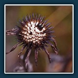 Herbst im Hermannshof