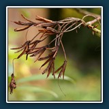 Herbst im Hermannshof