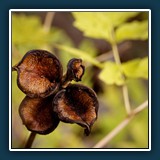 Herbst im Hermannshof