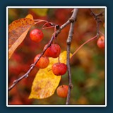 Herbst im Hermannshof