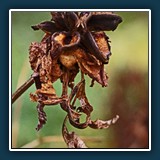 Herbst im Hermannshof