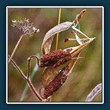 Herbst im Hermannshof