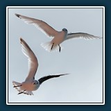 Ernst Weiss - Überflieger