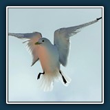 Ernst Weiss - Bin ich ein Engel