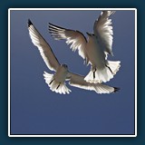 Ernst Weiss - Luftakrobaten