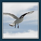 Ernst Weiss - Rumhänger