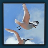 Ernst Weiss - Schaun wir mal