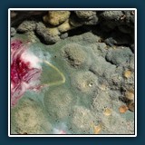 Helmut Benz ~ Mikrobiologische Kulturlandschaft