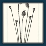 Helmut Benz ~ Mohnkapseln