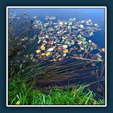 Ernst Weiss ~ Blattsammlung