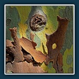 Walter Anstett ~ Platanenrinde