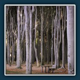 Georg Scherne -  Pro-Sa