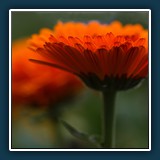 Gerhard Keppler - Ringelblume 2