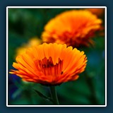 Gerhard Keppler - Ringelblume 1