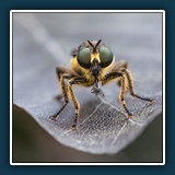 Reinhold Knoblauch - Appetithäppchen