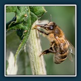 Reinhold Knoblauch - Gipfelstürmer