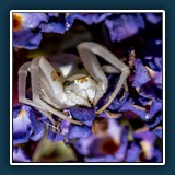 Reinhold Knoblauch - Lauerstellung 1