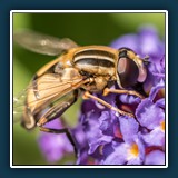 Reinhold Knoblauch - Makro