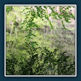 Ernst Weiß - Die Welt als verzerrte Spiegelung