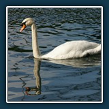 Ralf Walther - Schwan