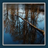 Walter Anstett - Treibholz