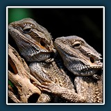 Günther Romey: Kuscheln