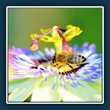 Ingrid Scheefer: Tankstelle