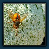 Ingrid Scheefer: Treffpunkt