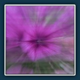 Arno Schmitt - Blütentraum