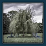 Schmitt Ralf - Mein Freund der Baum (2019)