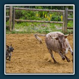 Weiß - fang mich doch