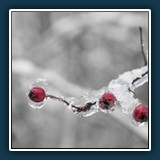 Hans Kirsch
  Nebelwald