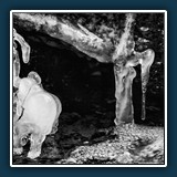 Helmut Benz
  Elefant