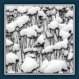 Helmut Benz
  Gut behütet