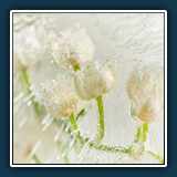 Margit Klaus
  Maiglöckchen im Eis