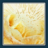 Margit Klaus
  Rose im Eis