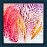 Margit Klaus
  Tulpe im Eis