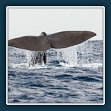 Ralf Schmitt
  Fluke