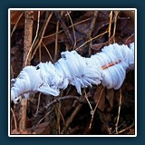 Roswitha Flury
  Haareis